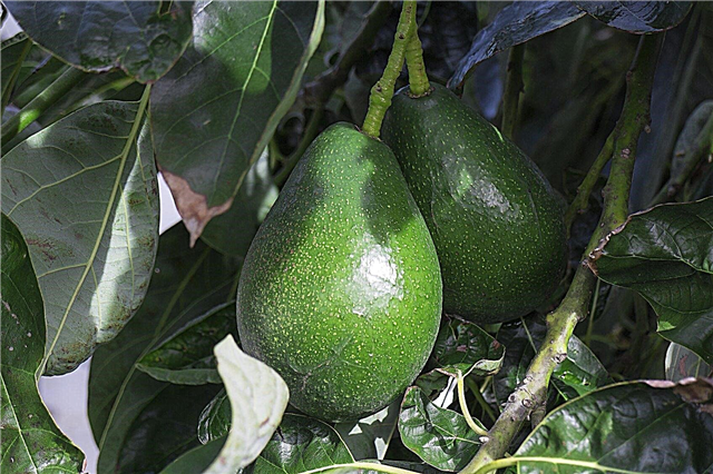 Avocado-Baumdünger: Wie man Avocados düngt