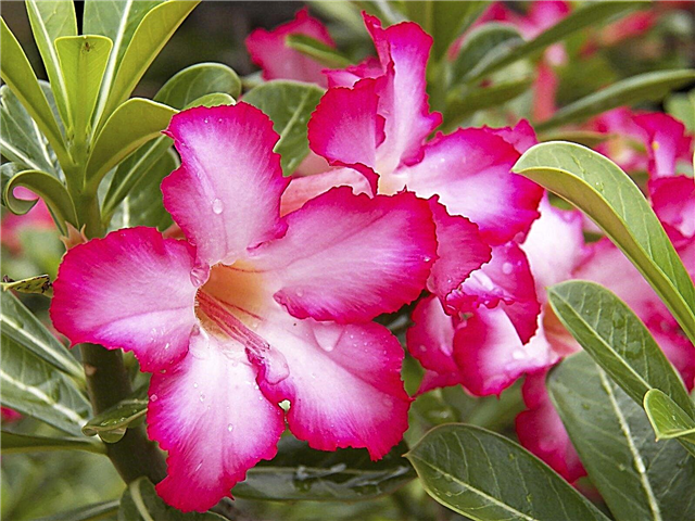 Desert Rose Plant Info: Îngrijirea planta Desert Rose