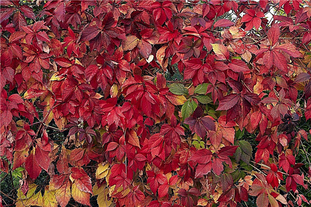 Medžiai ir krūmai su raudonais kritimo lapais: patarimai, kaip raudonus medžius laikyti raudonus