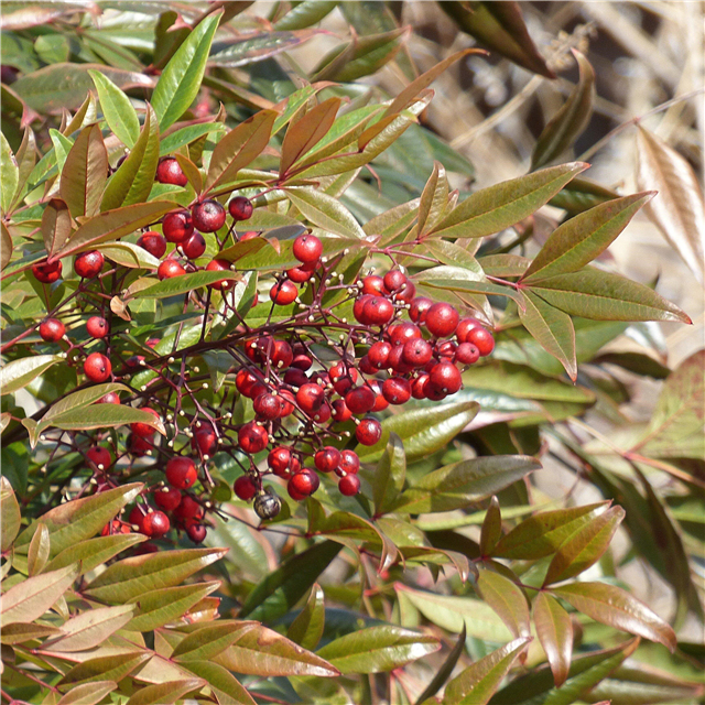 Berkebun Satwa Liar: Pelajari Tentang Pohon Dan Perdu Dengan Berry Musim Dingin