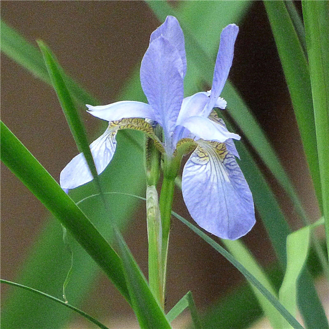 Diferenciando las flores de iris: aprenda sobre los iris de bandera frente a los iris de Siberia