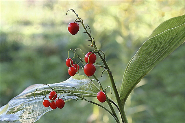 Lily Of The Valley Seed Pod - Tips til plantning af Lily Of the Valley Berries