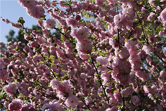 Prerezávanie kvitnúce mandle: Ako a kedy zastrihnúť kvitnúce mandľové rastliny