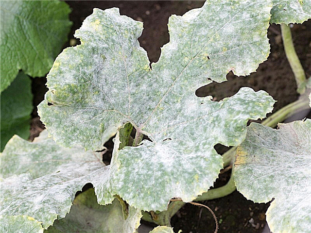 Frunze albe de dovleac: Cum să scapi de mucegaiul pudră de pe dovlecei