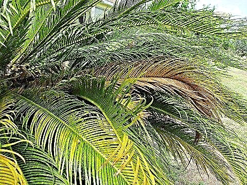 Conseils bruns sur le sagou: raisons pour lesquelles le palmier sagou brunit