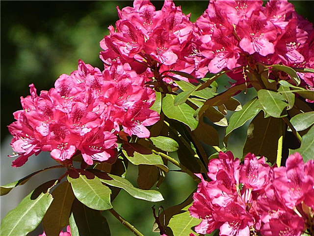 Nourrir les rhododendrons: quand et comment fertiliser les rhododendrons