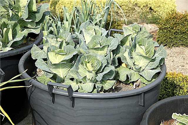 Entretien des contenants de chou: conseils pour faire pousser du chou dans des pots