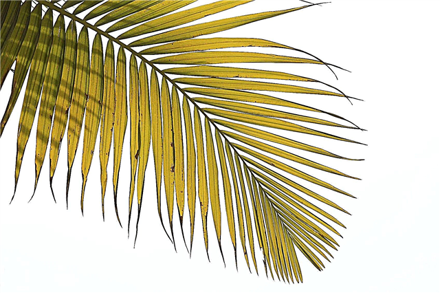 Gule Sago Palm Fronds: Årsaker til at Sago Leaves Turnning Yellow