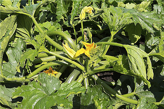 Floppy zucchini växter: varför en zucchini växt faller över
