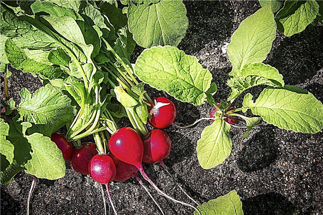 Rettich-Pflanzendünger: Tipps zur Düngung von Rettichpflanzen