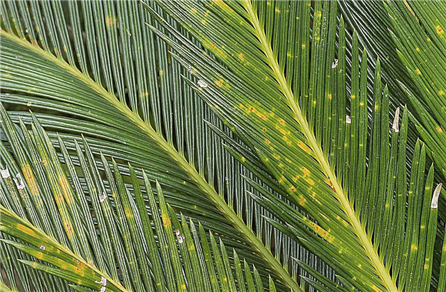Sago-palmeproblemer: Håndtering af almindelige Sago-palme-skadedyr og sygdomme