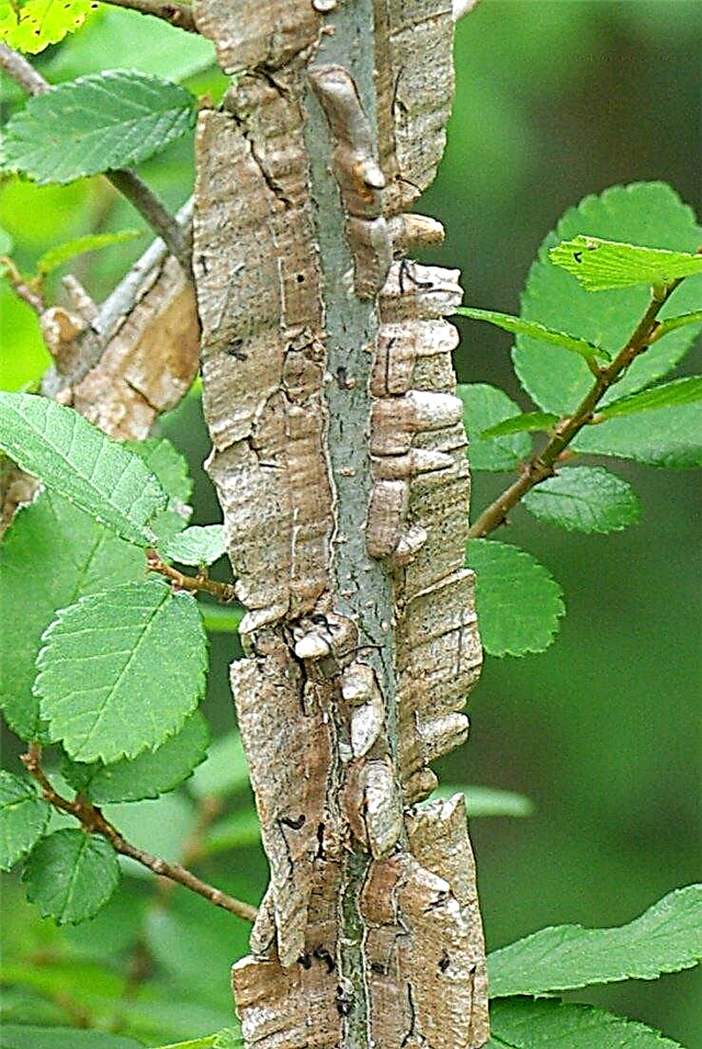 Cuidados com as árvores de olmo alado: Dicas para o cultivo de olmo alado