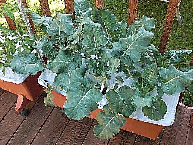 Konteineris, auginantis brokolius: patarimai, kaip auginti brokolius vazonuose