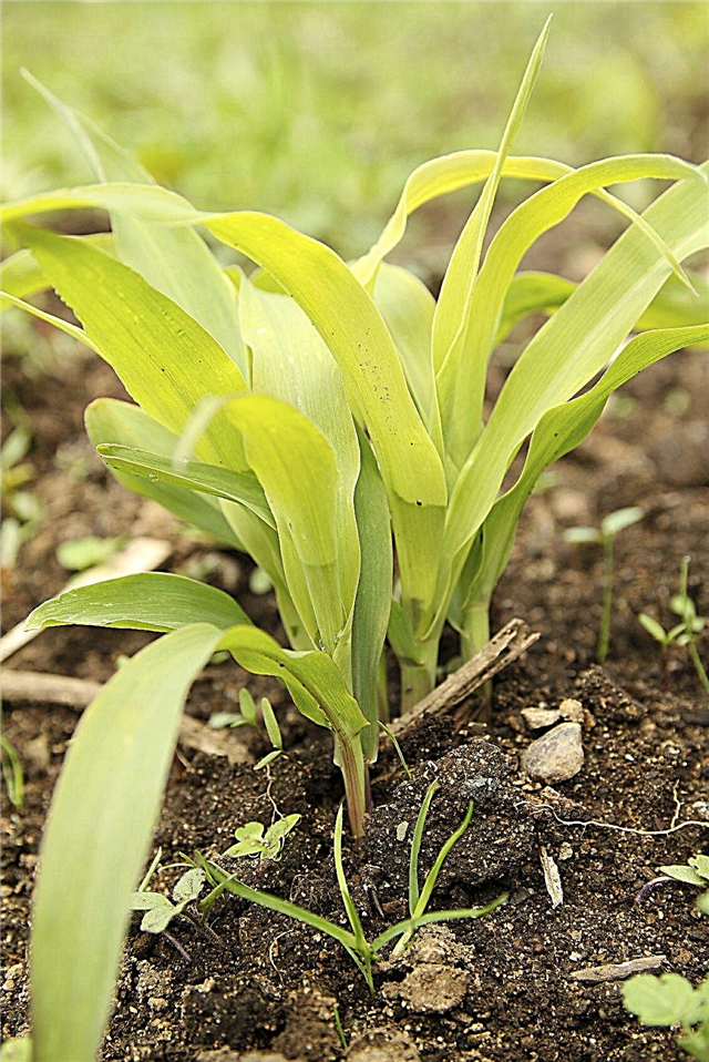 Žloutnutí kukuřičných listů: Proč listy kukuřice rostou nažloutlé