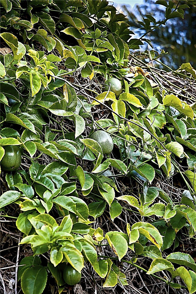 Gele bladeren op passievruchtplant: hoe vergelende passievruchten te repareren