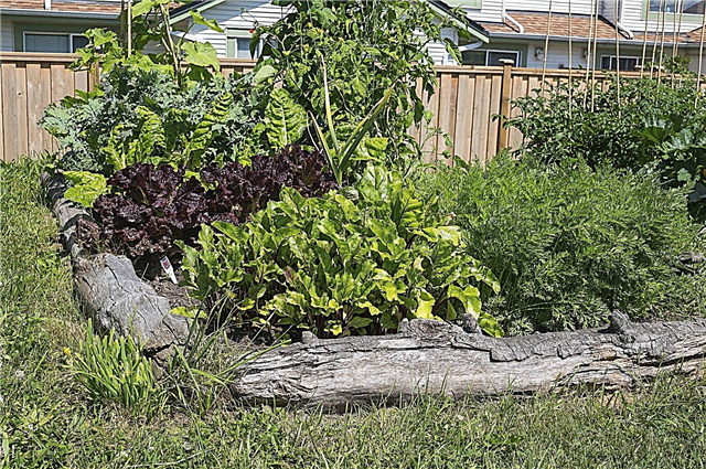 Kentsel Bahçe Sorunları: Kentsel Bahçeleri Etkileyen Genel Sorunlar