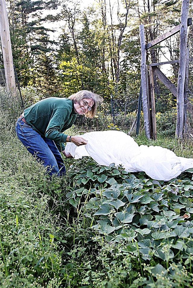 مواد التغطية النباتية - أفكار لتغطية النباتات في الطقس البارد
