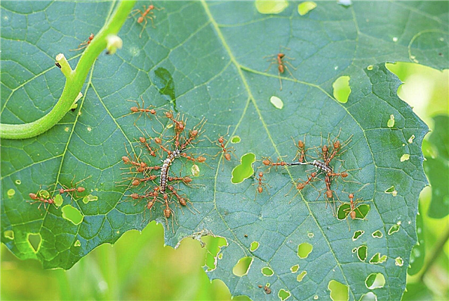 السيطرة على حشرات الكوسة: تعرف على آفات الكوسة