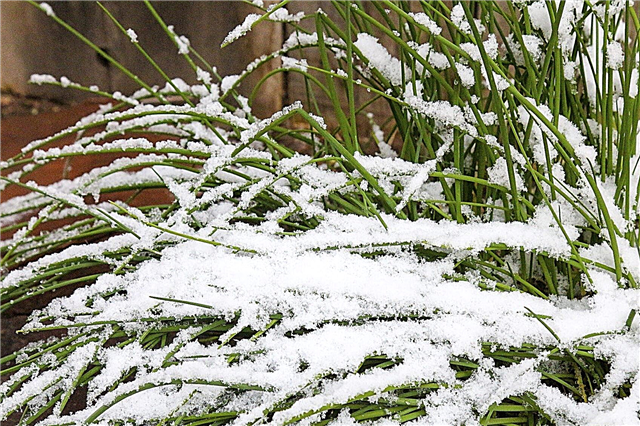 Šaltos Hardy žolelės - augančios žolelės, išgyvenančios žiemą