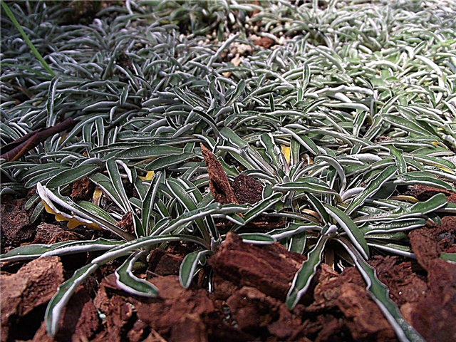 Dymondia pflanzen - Erfahren Sie mehr über Dymondia Silver Carpet Plants
