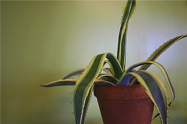 Yucca Leaf Curl: Conseils sur l'entretien des plantes de yucca à friser