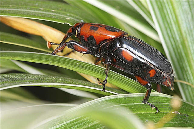 Kumbang Pada Pohon Sagu - Cara Mengontrol Kumbang Sawit