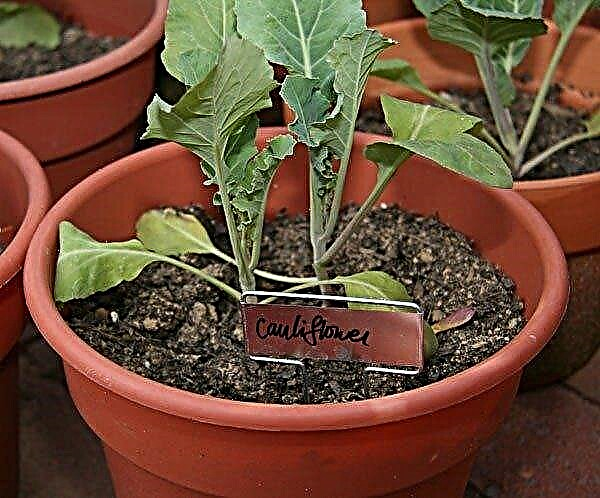Cauliflower Care In Pot: Can You Grow Cauliflower Dalam Wadah