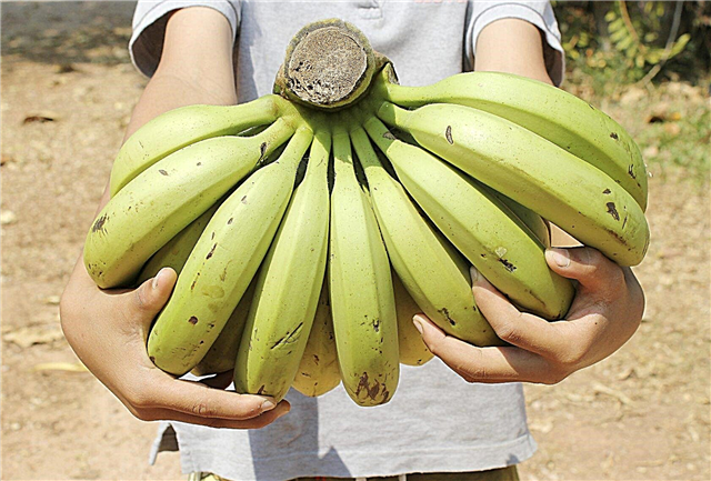 حصاد شجرة الموز - تعلم كيف ومتى تختار الموز