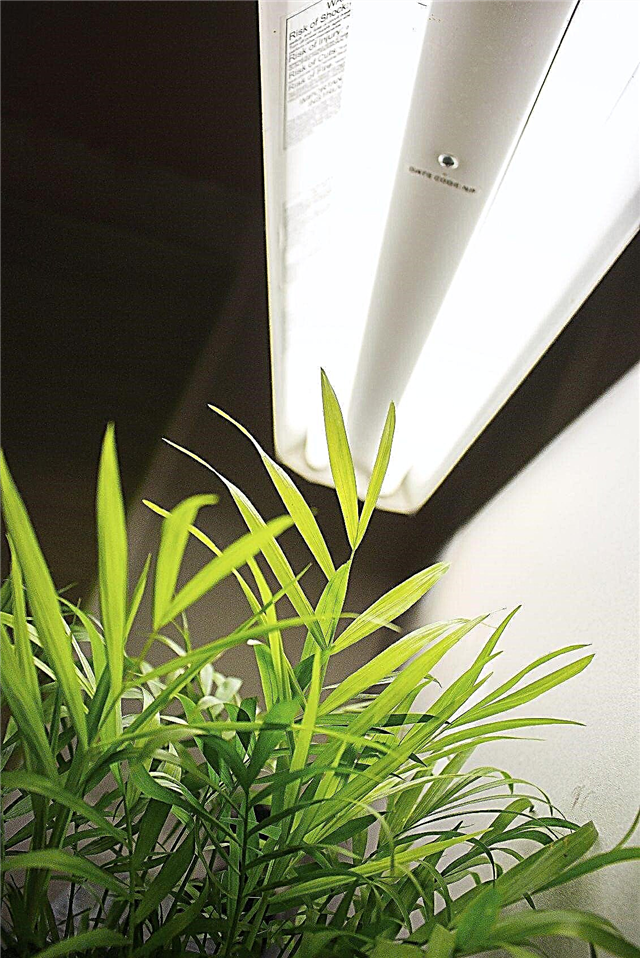 O que são luzes de cultivo: dicas sobre o uso de luzes de cultivo em plantas