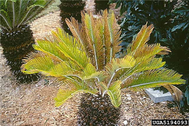 Problèmes de palmier sagoutier: conseils sur le traitement des maladies du palmier sagou