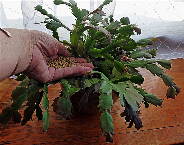 Guía para la alimentación de cactus de Navidad: el mejor fertilizante para cactus de Navidad