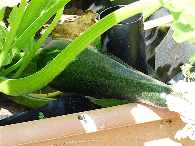 Kesäkurpitinkonttien hoito: Vinkkejä konttien kasvatetuksi kesäkurpitsaksi