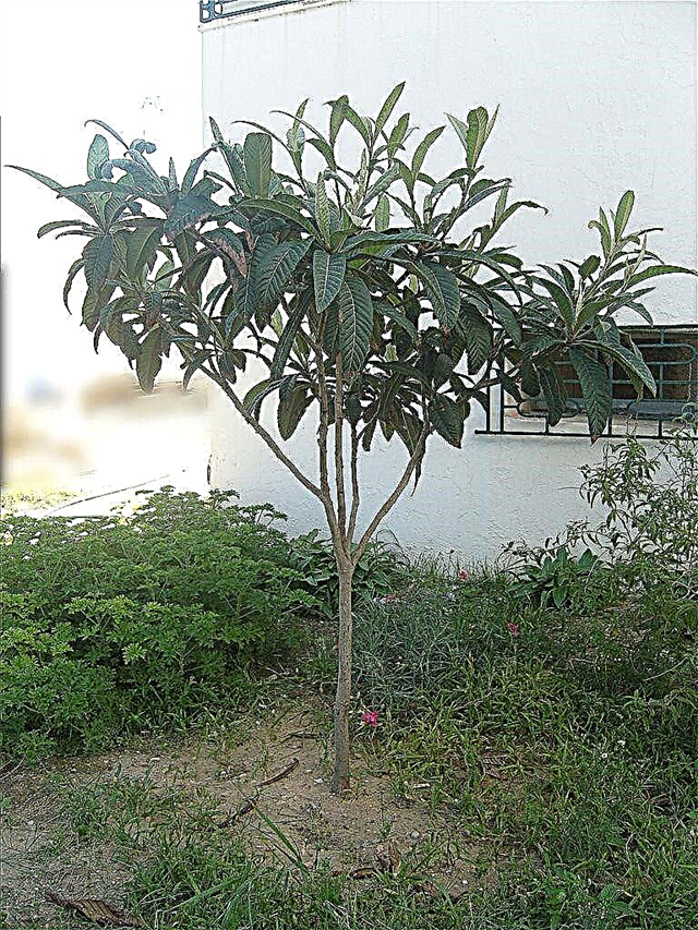 Brezplodno drevo lokatov: pridobivanje lokvatnega drevesa za cvetenje in sadje