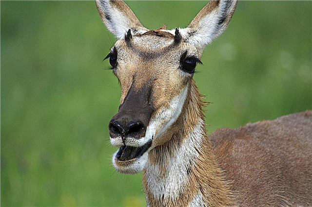 Antilope-etende planten: leer hoe u Pronghorn van tuinen kunt afschrikken