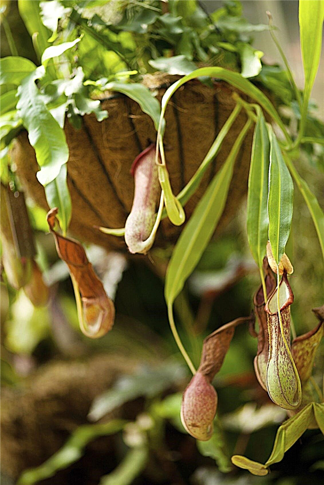 Hanging kannu kasvien hoito: kanisterikasvien tyypit ripustettaviin koriin