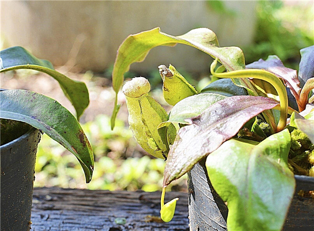 Wurzelkrugpflanzen: Tipps zum Anbau von Kannenpflanzen aus Stecklingen