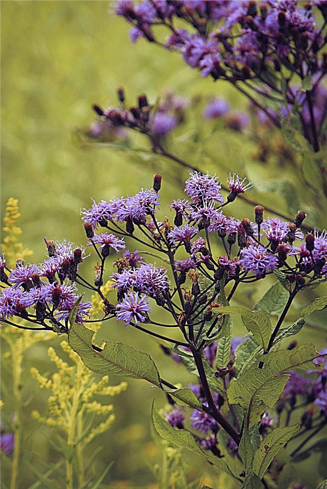Gestion des Ironweed: Conseils sur le contrôle des plantes Ironweed