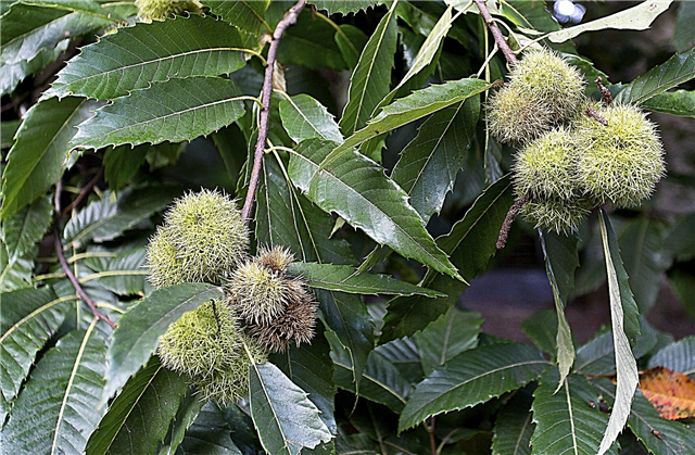 Chestnut Tree Care: Guide To Growing Chestnut Trees