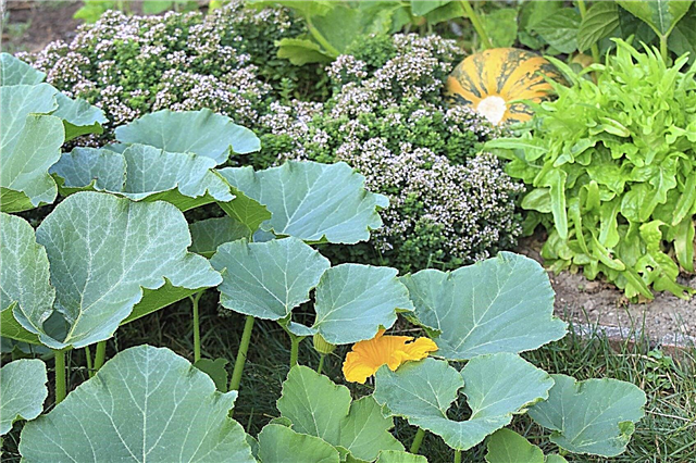 Pumpkin Growing Companions: Lær om ledsagende plantning med græskar