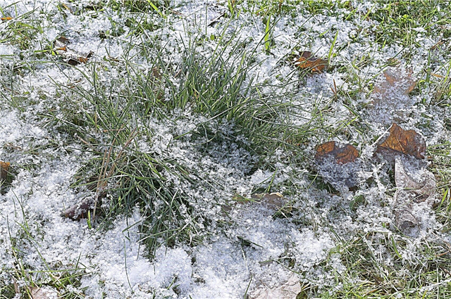 Entretien de la pelouse en hiver - Conseils sur l'entretien des pelouses d'hiver