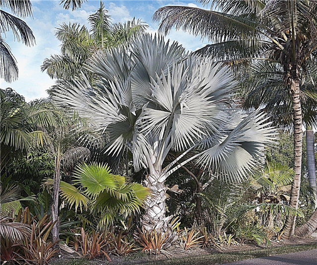Bismarck Palm Care: Μάθετε για την καλλιέργεια Bismarck Palms