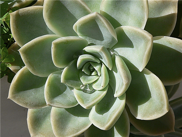 Succulent Plant Info: Opi tyyppisistä mehikasveista ja kuinka ne kasvavat