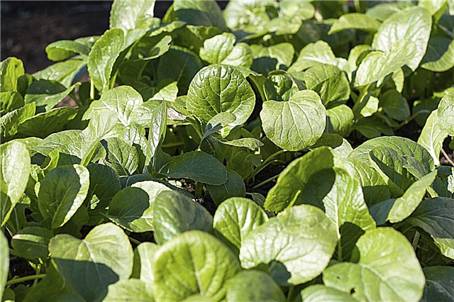 Nega rastlin Komatsuna: Nasveti za gojenje zelenic Komatsuna