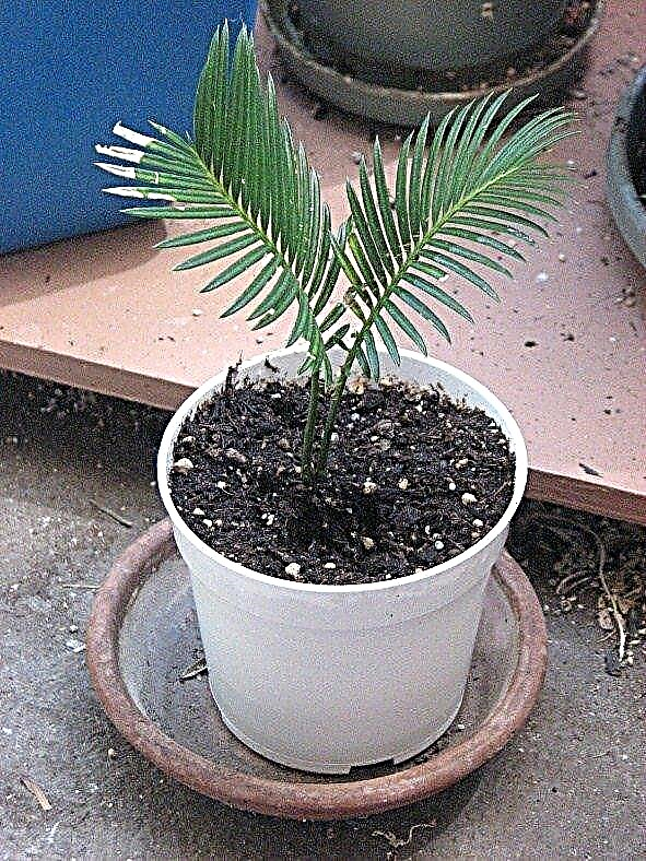 Repotting Sago Palm Trees: Como e quando repotting Sago Palm