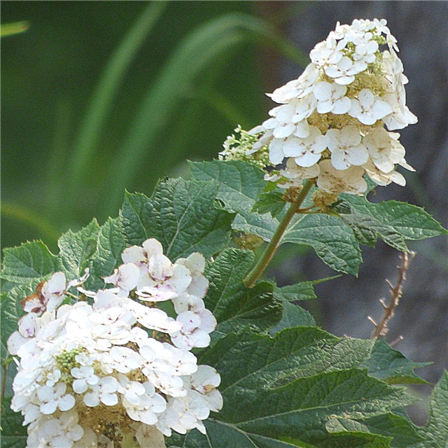Hydrangea oakleaf Hydrangea: Kako skrbeti za hortenzijo Oakleaf
