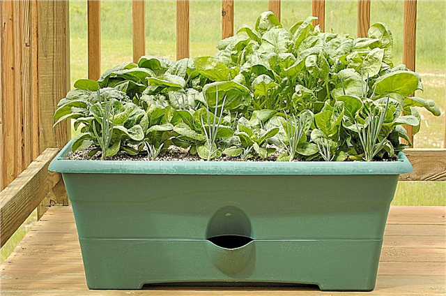 Anbau von Spinat in einem Topf: Wie man Spinat in Behältern anbaut