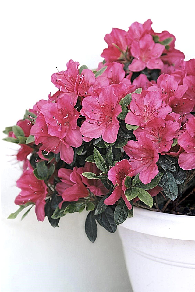 Prendre soin des plantes azalées en pot: comment prendre soin d'une plante azalée en pot