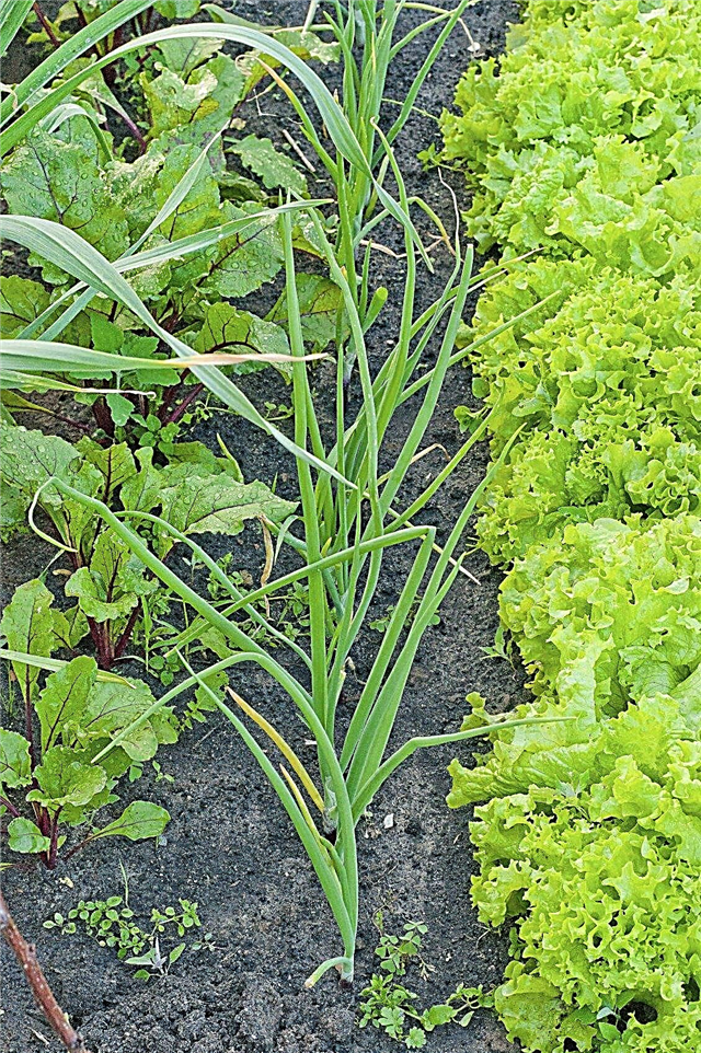 Usturoi însoțitor de usturoi: tovarăși de plante pentru usturoi