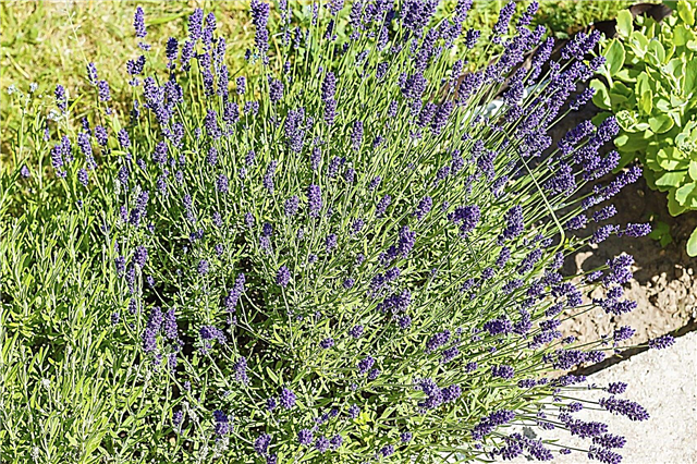 Was tun mit Woody Lavender: Tipps zum Beschneiden von Woody Lavender Pflanzen