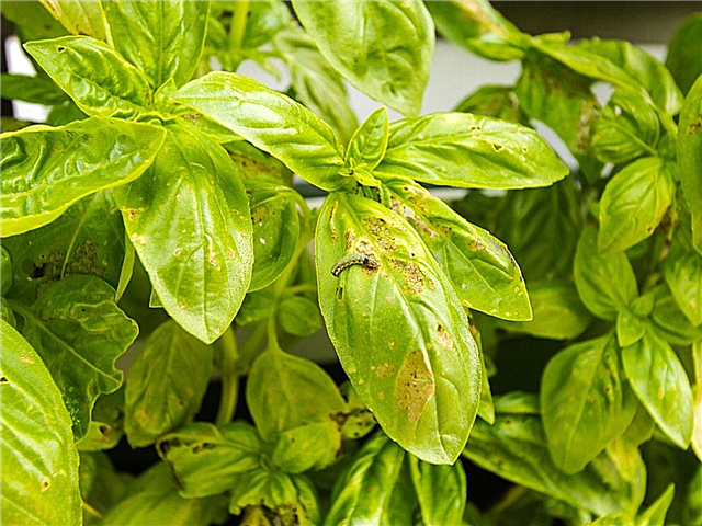 Plante de basilic virant au jaune: comment traiter les feuilles jaunes sur les plantes de basilic